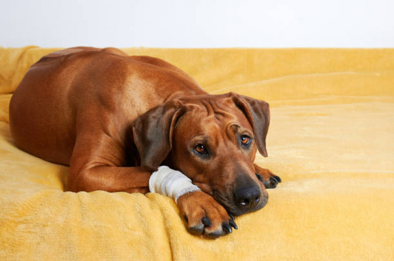 Traumatologia para Cães Vera Cruz - Ortopedia Veterinário Canoas