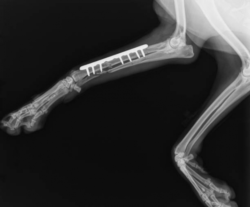 Traumatologia para Gatos Telefone Niterói - Ortopedia Veterinário Canoas
