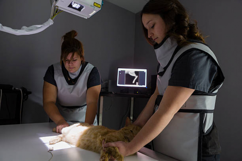 Ultrassom Veterinário Vila Eunice Nova - Exame para Animais