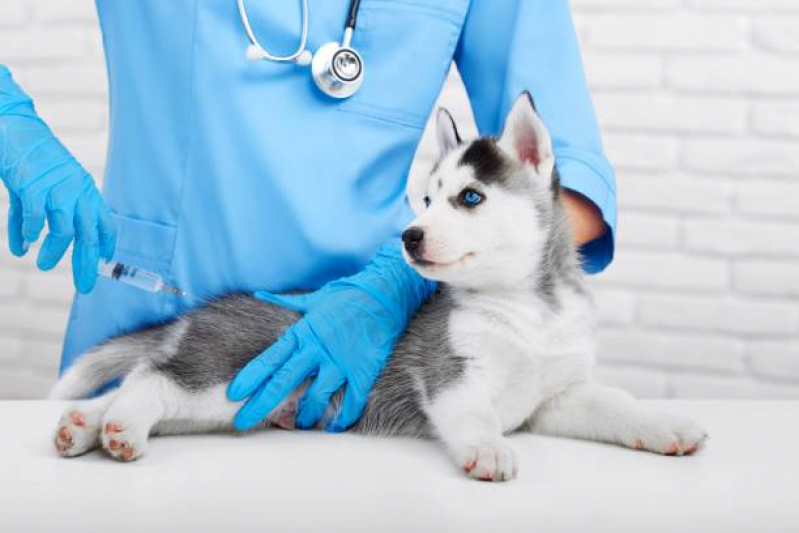 Vacina contra Leishmaniose para Cães Clínica Jardim Carvalho - Vacina V10 Anual