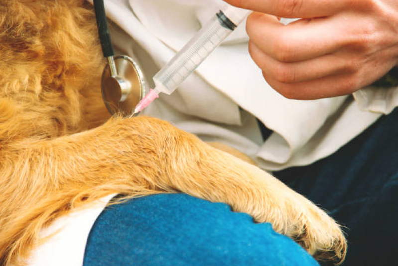 Vacina contra Leishmaniose para Cães Chácara das Pedras - Vacina V10 Anual