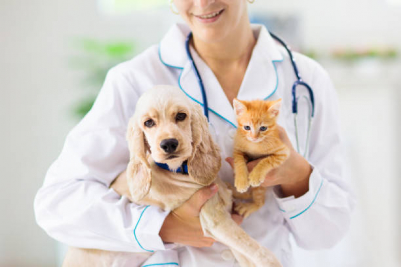 Vacina de Raiva para Cachorro Clínica Graça - Vacina Anual de Gatos