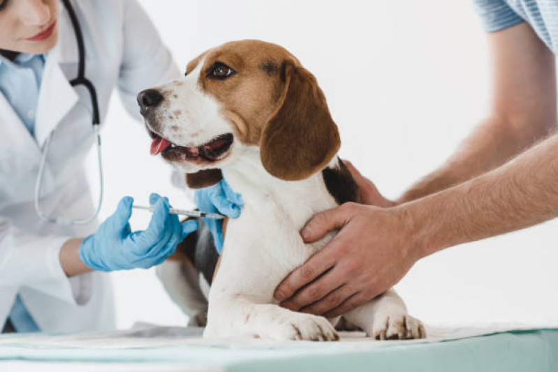 Vacina Leptospirose Cães Passo da Areia - Vacina Anual de Gatos