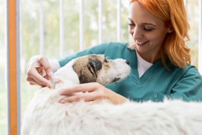 Vacina para Animais de Estimação Jardim do Salso - Vacina Anual de Gatos