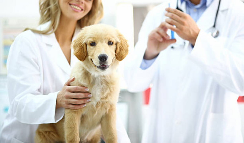 Vacinas para Animais Domésticos Aplicação Asunção - Vacina Anual de Gatos