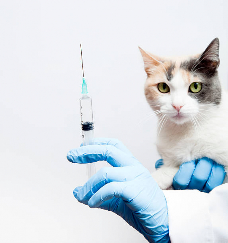 Vacinas para Animais Domésticos Clínica Presidente Médici - Vacina Anual de Gatos
